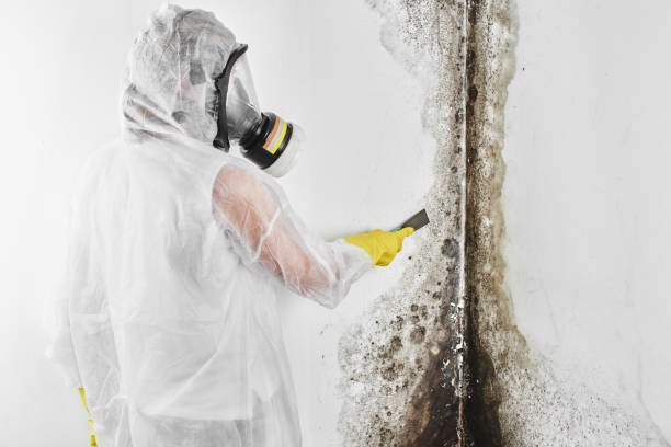 Best Black Mold Remediation in Newton, KS