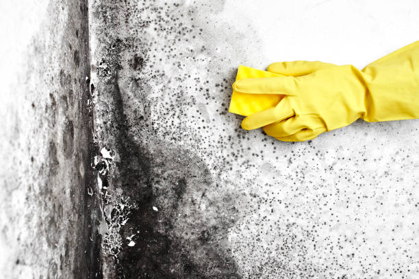 Best Industrial Mold Remediation in Newton, KS