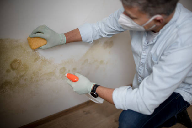 Best Crawl Space Mold Remediation in Newton, KS
